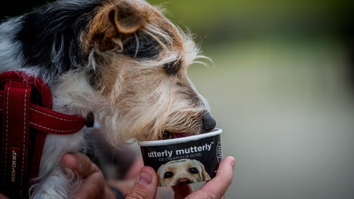 Dog eating doggie ice cream, Dinefwr